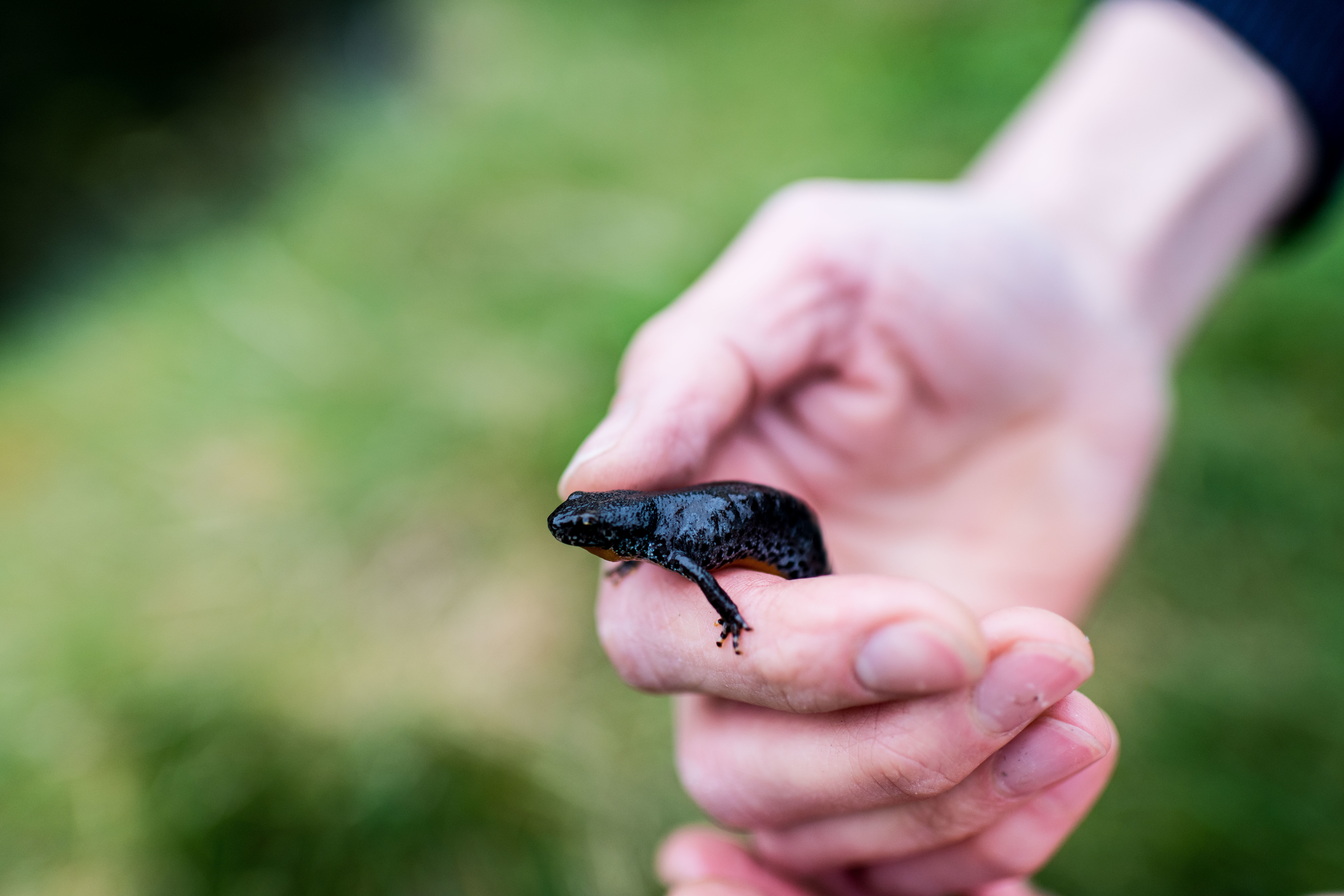 Een salamander uit de vijver